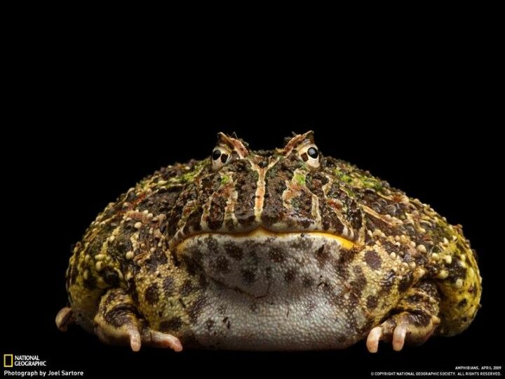 big ass toad