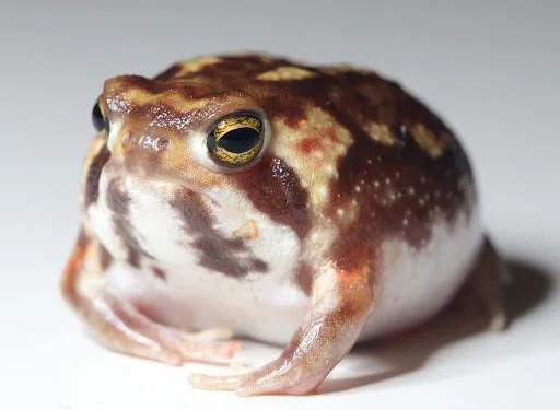 no cool frog for you (HD)(didnt load??)